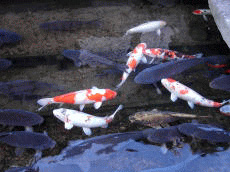 下流を泳ぐ「幸せを呼ぶ鯉」